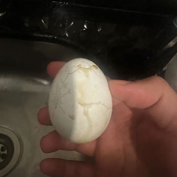 Son Kullanım Tarihi Geçmemiş Yumurtaların Bozuk Çıkması Ve Markanın Sorumluluk Almaması