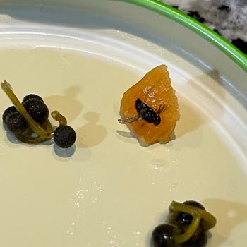 Garnitür Kavanozunda Sinek Çıkması Hijyen Endişesi Ve Güven Kaybı Yarattı