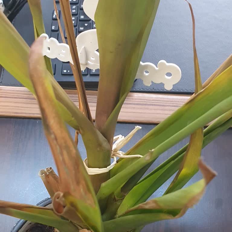 Gönderilen Çiçek Soluk Ve Çürük Geldi, İletişime Geçilmiyor