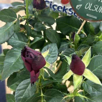 Çiçek Sepeti Öğretmenler Günü'nde Solmuş Ve Eksik Ürün Teslimatı