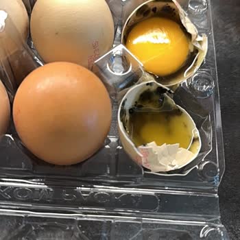 Naturaköy Tavukçuluk Yumurtalar Çürük Çıktı