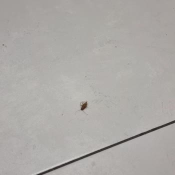 Kidzania İstanbul'da Donut Etkinliğinde Hijyen Skandalı: Çocukların Sağlığı Tehlikede