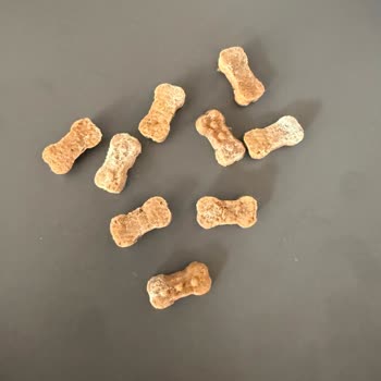 Son Kullanma Tarihi Geçmemiş Köpek Mamasının Küflü Çıkması Ve Güven Kaybı