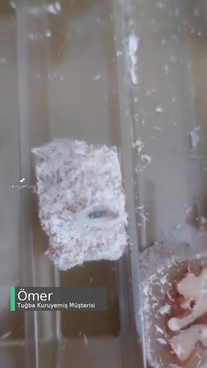 Tuğba Kuruyemiş'ten Almış Olduğumuz Ürünlerde Böcek Var! videonun kapak resmi