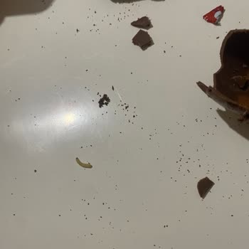 Ozmo Yumurta Çikolatada Kurt Ve Hijyen Sorunu Yaşadım