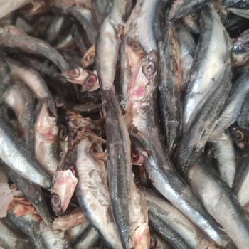 Migros'tan Satın Alınan Bayat Ve Sağlıksız Balık Nedeniyle Yaşanan Mağduriyet