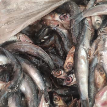 Migros'tan Satın Alınan Bayat Ve Sağlıksız Balık Nedeniyle Yaşanan Mağduriyet