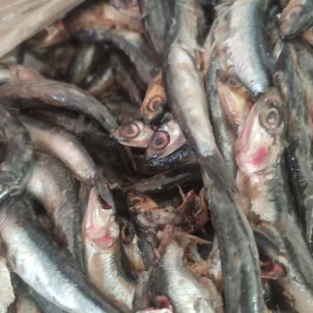 Migros'tan Satın Alınan Bayat Ve Sağlıksız Balık Nedeniyle Yaşanan Mağduriyet