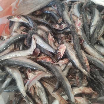 Migros'tan Satın Alınan Bayat Ve Sağlıksız Balık Nedeniyle Yaşanan Mağduriyet