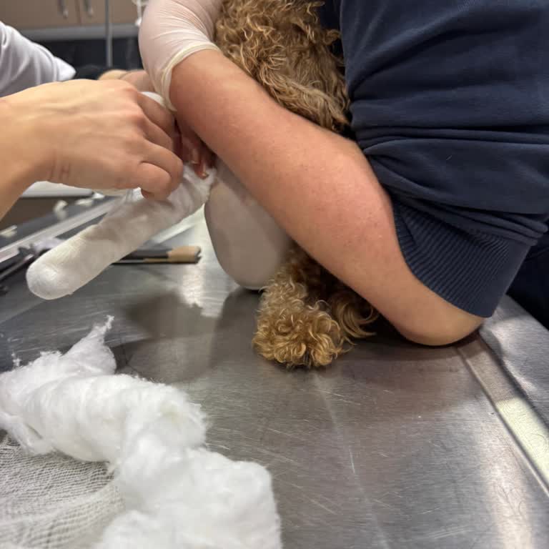 Dobby Veteriner Kliniği Kaba Tavır Sergilendi