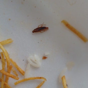 Paket Yemekten Çıkan Böcek Hijyen Skandalı