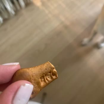 I Found Hair Inside Pedigree Biscrok Dog Treat