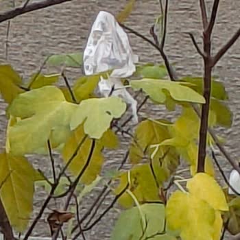 İhsaniye Mahallesi'nde Artan Çevre Kirliliği Ve Hijyen Sorunu