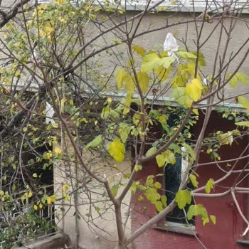 İhsaniye Mahallesi'nde Artan Çevre Kirliliği Ve Hijyen Sorunu