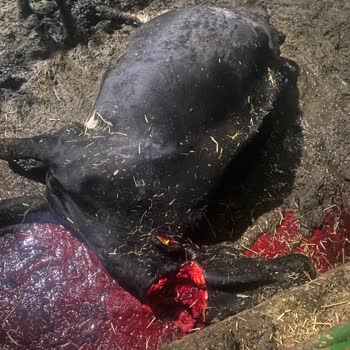 Acil Müdahale Sonrası Hasar Dosyamız Haksız Şekilde Reddedildi