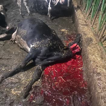 Acil Müdahale Sonrası Hasar Dosyamız Haksız Şekilde Reddedildi