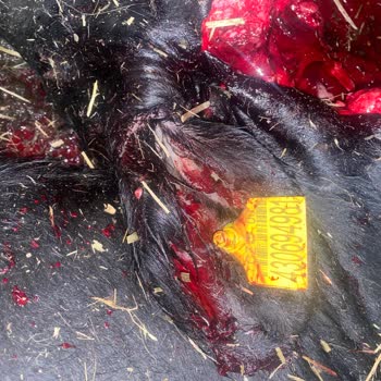 Acil Müdahale Sonrası Hasar Dosyamız Haksız Şekilde Reddedildi