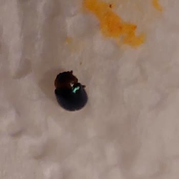 Hazır Çorbanın İçinden Böcek Çıkmasıyla Yaşadığım Hijyen Şoku