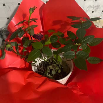 Solmuş Ve Özensiz Çiçek Teslimatı Nedeniyle Mağduriyet