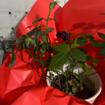 Solmuş Ve Özensiz Çiçek Teslimatı Nedeniyle Mağduriyet