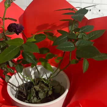 Solmuş Ve Özensiz Çiçek Teslimatı Nedeniyle Mağduriyet