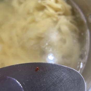 Barilla Fettuccine Makarnasından Böcek Çıkması Ve Gıda Güvenliği Endişesi