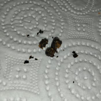 A101'den Alınan Cips Paketinde Yabancı Maddeyle Karşılaştım Hijyen Endişesi Yaşıyorum