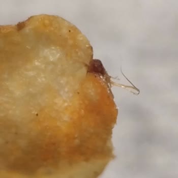 Aldığım Cipsin İçinden Yabancı Cisim Çıktı: Sağlık Riski Ve Mağduriyet