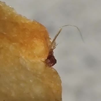 Aldığım Cipsin İçinden Yabancı Cisim Çıktı: Sağlık Riski Ve Mağduriyet