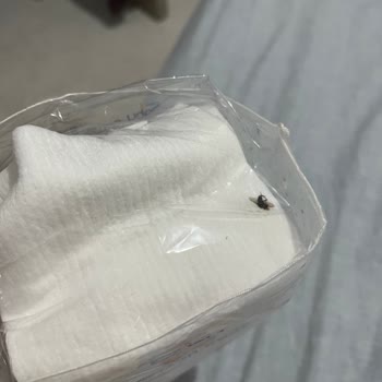 Bebek Temizleme Pamuğunda Sinek Ölüsü: Hijyen Ve Güvenlik Endişesi