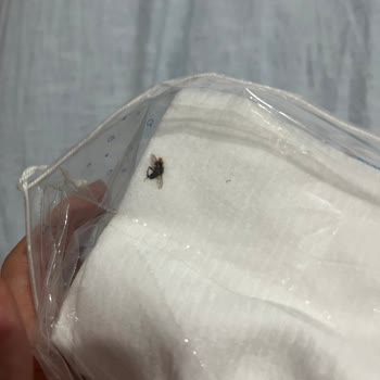 Bebek Temizleme Pamuğunda Sinek Ölüsü: Hijyen Ve Güvenlik Endişesi