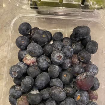 Migros Sanal Market’ten Küflü Yaban Mersini Teslimatı Ve İade Talebi