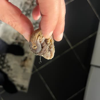 Küflü Ve Bozuk İncirler İçin İade Talebim Cevapsız Kaldı