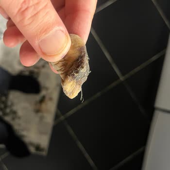 Küflü Ve Bozuk İncirler İçin İade Talebim Cevapsız Kaldı