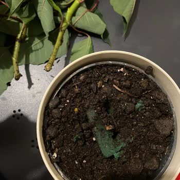 Canlı Çiçek Diye Satılan Ürün Kesme Çiçek Çıktı, Hayal Kırıklığı Yaşadık