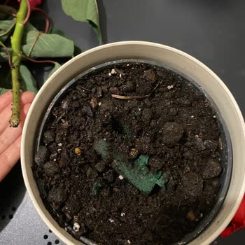 Canlı Çiçek Diye Satılan Ürün Kesme Çiçek Çıktı, Hayal Kırıklığı Yaşadık