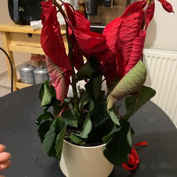 Canlı Çiçek Diye Satılan Ürün Kesme Çiçek Çıktı, Hayal Kırıklığı Yaşadık