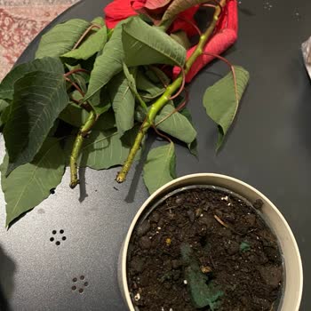 Canlı Çiçek Diye Satılan Ürün Kesme Çiçek Çıktı, Hayal Kırıklığı Yaşadık