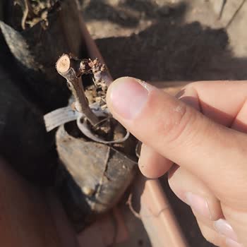 Gönderilen Üzüm Fidanları Kuru Ve Sağlıksız Çıktı, Ücret İadesi Talebim Reddedildi