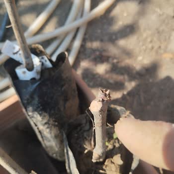 Gönderilen Üzüm Fidanları Kuru Ve Sağlıksız Çıktı, Ücret İadesi Talebim Reddedildi