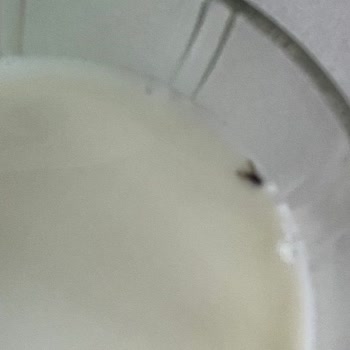 Satın Aldığım Sütün İçinden Sinek Çıkması Nedeniyle Güven Kaybı