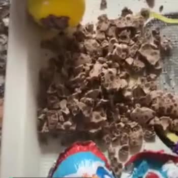 Ozmo Yumurta Çikolata Bozuk!