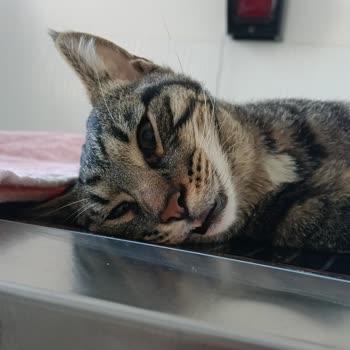 Sağlıklı Kedim Barınakta Yapılan İhmaller Sonucu Hayatını Kaybetti