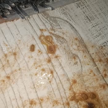 Sağlıklı Kedim Barınakta Yapılan İhmaller Sonucu Hayatını Kaybetti