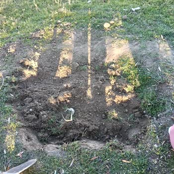 Sağlıklı Kedim Barınakta Yapılan İhmaller Sonucu Hayatını Kaybetti