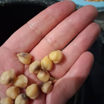 Migros'tan Bozuk Ürün Satışı