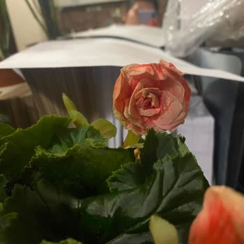 Geç Teslim Edilen Ve Hasarlı Çiçek Siparişi İçin Ücret İadesi Ve Telafi Talebi