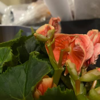 Geç Teslim Edilen Ve Hasarlı Çiçek Siparişi İçin Ücret İadesi Ve Telafi Talebi