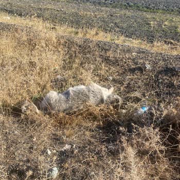 Kaza Sonrası Uzayan Onarım Süreci Ve Gelir Kaybı Mağduriyeti