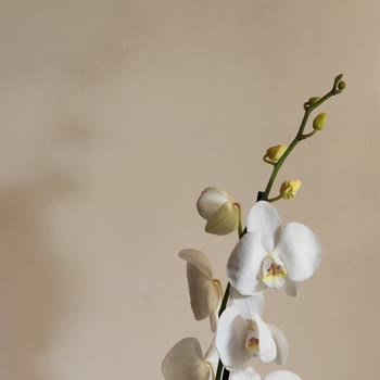 Kayseri Çiçek Evi Kalitesiz Ve Solmuş Ürün Gönderilmesi